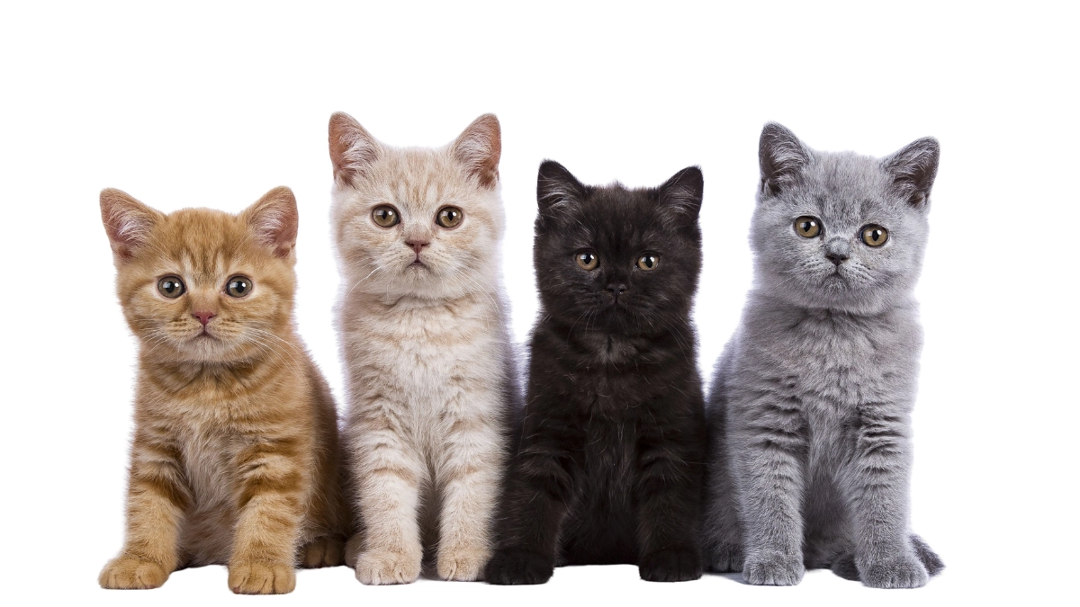 35 curiosidades sobre gatos que você provavelmente não sabia