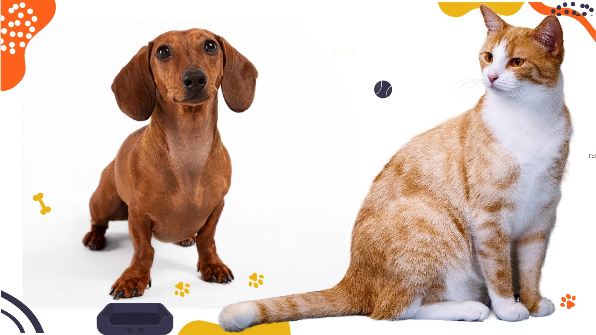 Ração para Pet: Guia Completo Para Escolher a Ideal